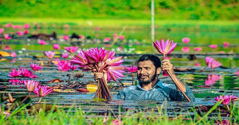 ঘুরতে যেতে পারেন যে ৫ শাপলা বিলে