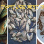 গ্রাম বাংলার সেরা মাছের তালিকা