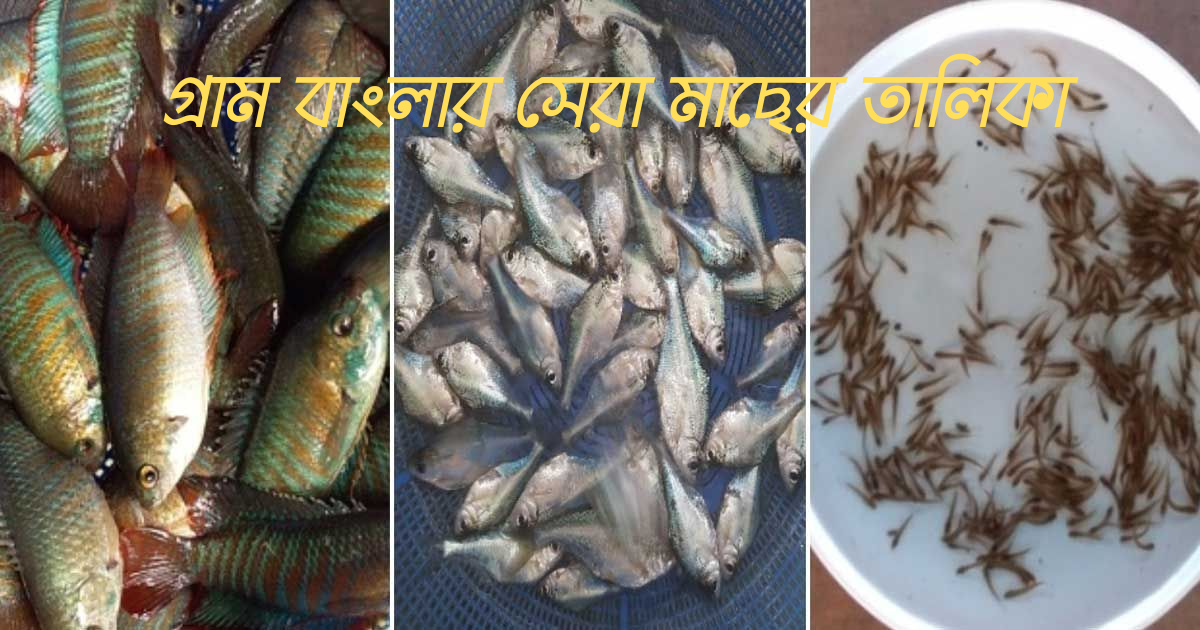 গ্রাম বাংলার সেরা মাছের তালিকা